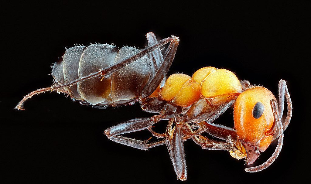 Ant Control service in Bristol, TN