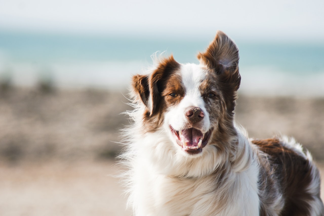 Flea & Tick Control service in Bristol, TN