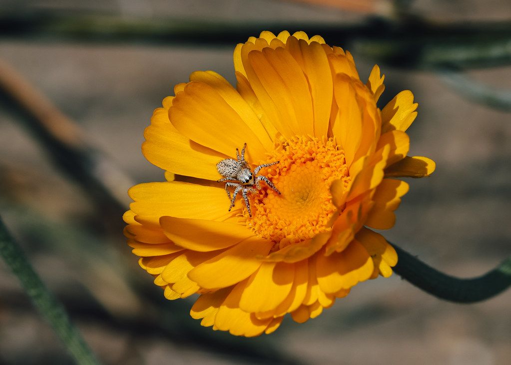 Spider Control service in Bristol, TN
